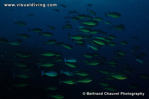 Surgeonfishes (UW2_8626)