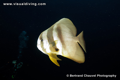 Batfish (UW2_8661)