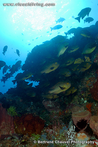 Schoal of snappers (UW2_8755)