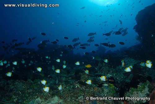 Crowded reef (UW2_8758)