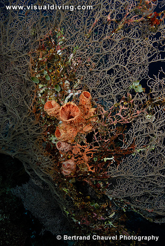 Gorgonian and sponges (UW2_8837)