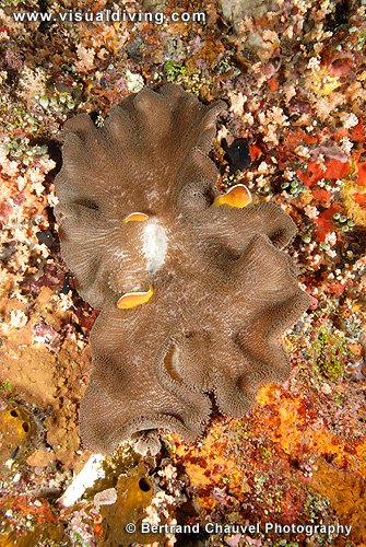 Anemone and friends (UW2_8863)