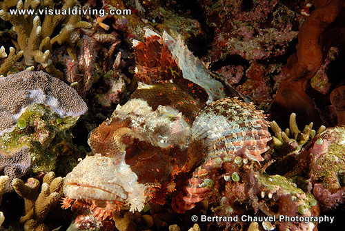 Scorpionfish close-up (UW2_8883)