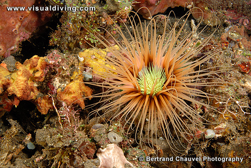 Tube worm (UW2_8943)