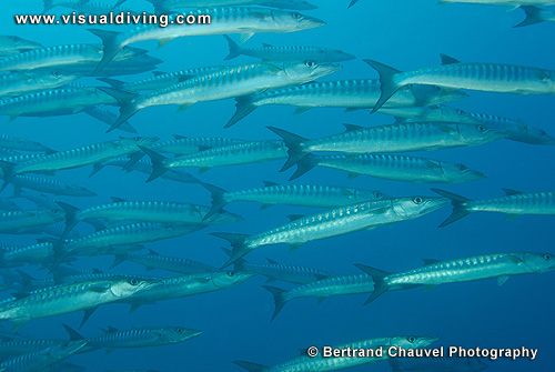 Barracudas (UW2_9073)