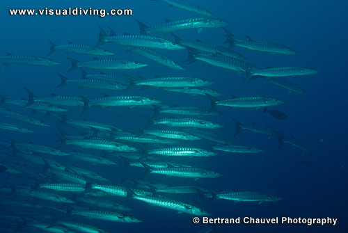 Barracudas (UW2_9091)