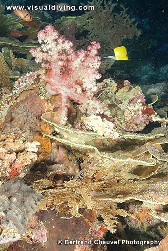 Coral composition with butterfly (UW2_9129)