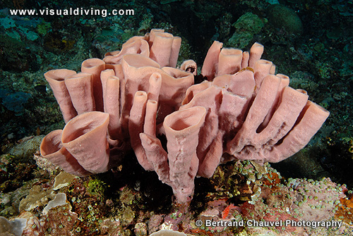 Sponges bouquet (UW2_9160)