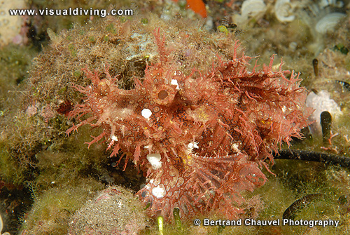 Rhinopias (UW2_9199)