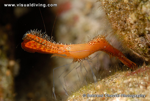 Palaemonid shrimp (UW2_9211)