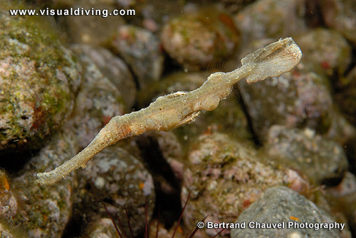 Halameda ghostpipefish (UW2_9216)