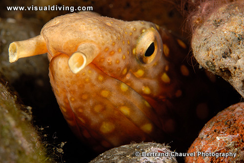 Snake eel (UW2_9219)