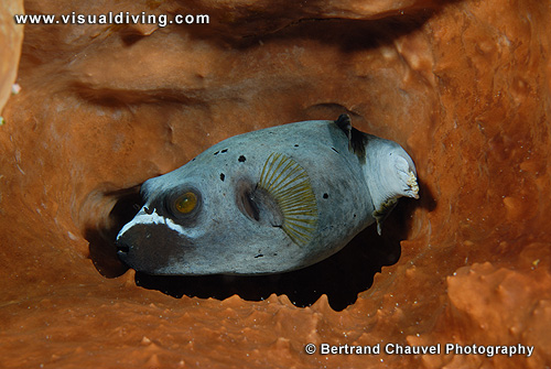Grey puffer (UW2_9300)