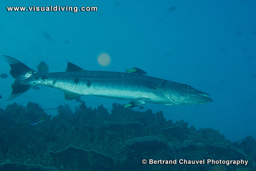Giant barracuda (UW2_9388)