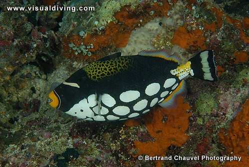 Clown triggerfish (UW2_9402)