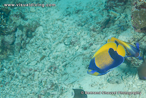 Angelfish (UW2_9445)