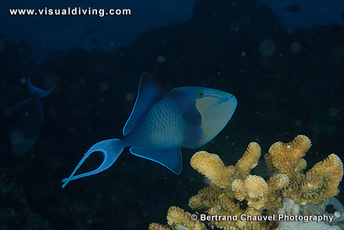 Redtooth triggerfish (UW2_9469)