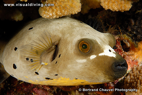 Grey puffer (UW2_9473)