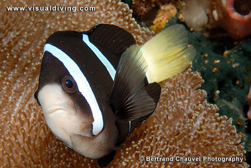Clarckii clownfishes (UW2_9479)