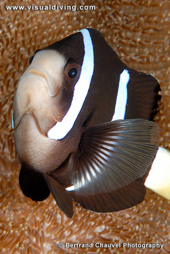 Clarckii clownfishes (UW2_9481)