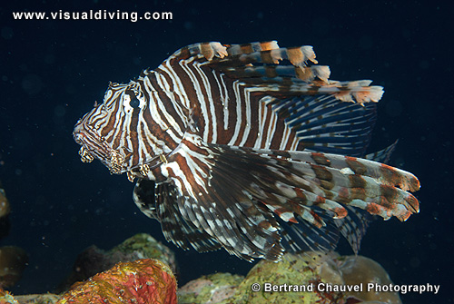 Lionfish in the current (UW2_9491)