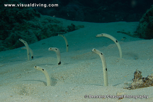 Six garden eels (UW2_9497)