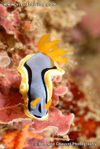 Elizabethina chromodoris nudibranch (UW2_9660)