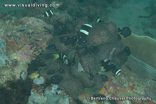 Crowded anemone (UW2_9688)