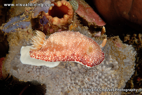 Nidubranch (glossodoris ?) (UW2_9718)