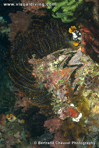 Oyester and crinoid (UW2_9721)