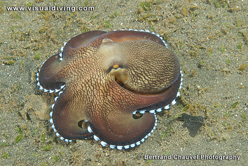Octopus (UW3_0151)