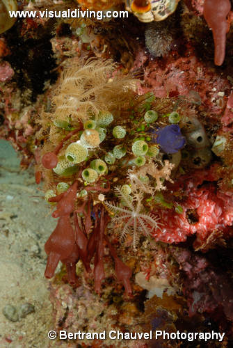 UW3_2977 (UW3_2977)