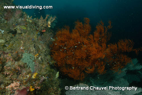 UW3_5797 (UW3_5797)