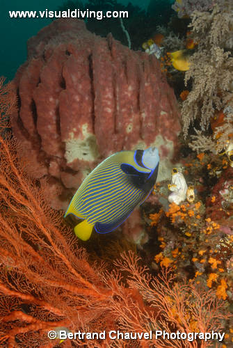 UW3_7796 (UW3_7796)