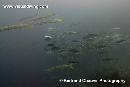 UW3_8682 (UW3_8682)