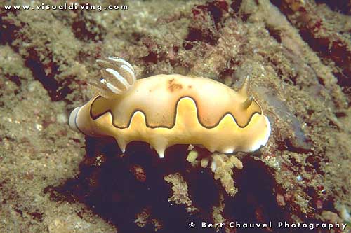 Chromodoris coi (uw005_32)