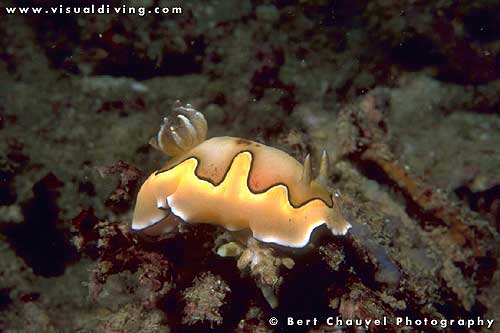 Chromodoris coi (uw005_34)