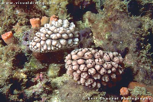 Nudibranches (uw020_09)