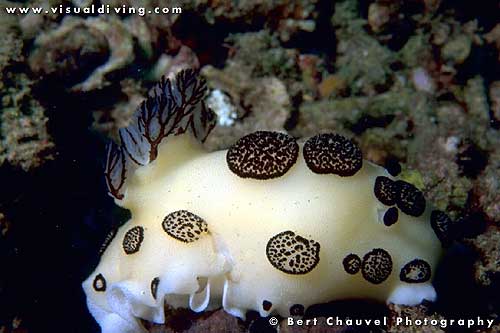 Nudibranch (Jorunna) (uw020_16)