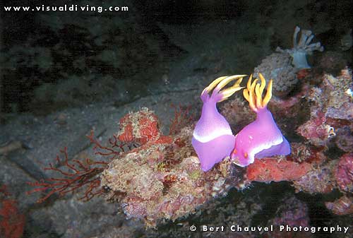 Mating nudibranches (Bullocks Chromodoris) (uw095_14)