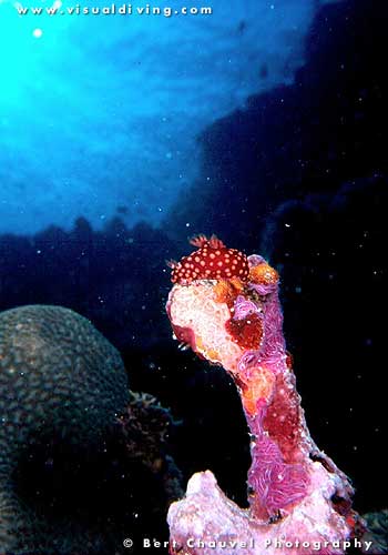 Nudibranch on coral (uw114_23)