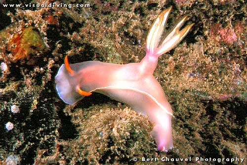 Chromodoris bullocki (uw139_29)