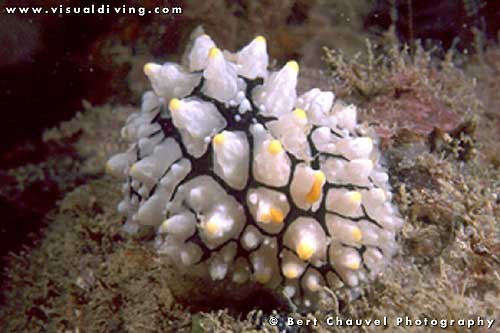 Nudibranch (uw142_e)