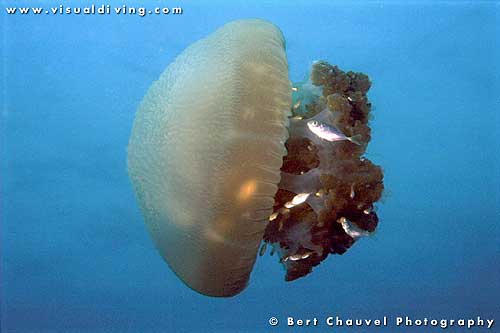 Jellyfish Stings|Signs|Symptoms|First Aid|Treatment|Prevention