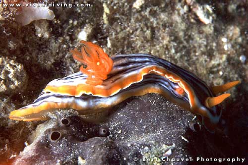 Chromodoris magnifica (uw152_34a)