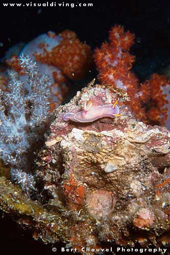 Chromodoris bullochi (uw347_17a)
