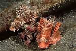 Lembeh