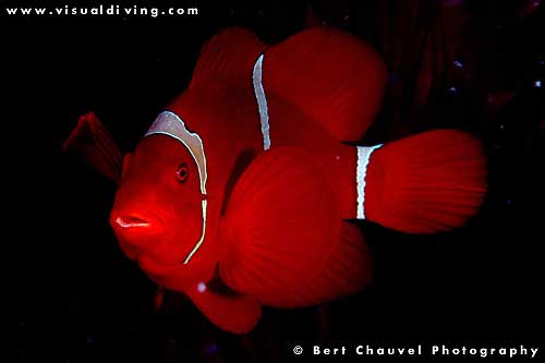 Adult spinecheek clownfish (uw849_14)