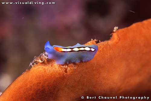 Blue thuridella on orange sponge (uw852_11)