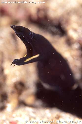 Black ribbon eel (uw857_11)
